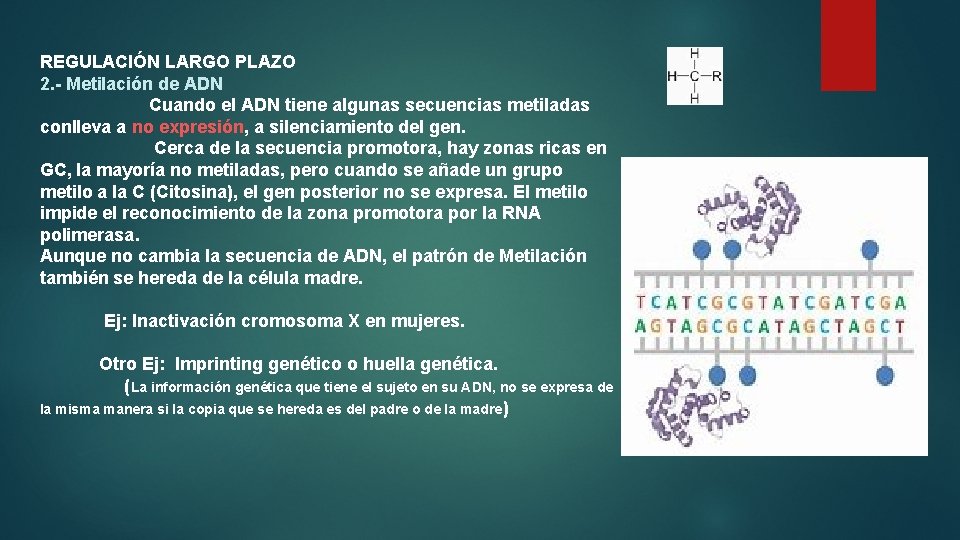 REGULACIÓN LARGO PLAZO 2. - Metilación de ADN Cuando el ADN tiene algunas secuencias