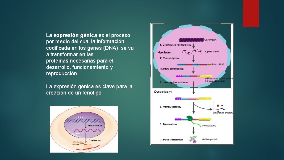 La expresión génica es el proceso por medio del cual la información codificada en