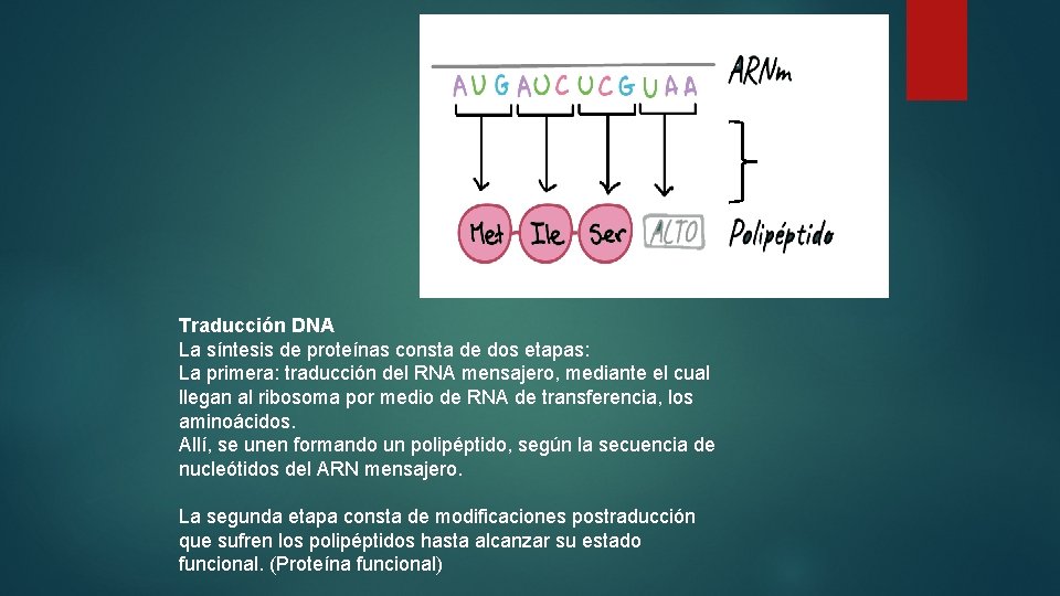 RNA t Traducción DNA La síntesis de proteínas consta de dos etapas: La primera: