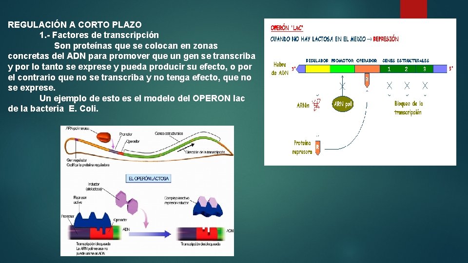 REGULACIÓN A CORTO PLAZO 1. - Factores de transcripción Son proteínas que se colocan