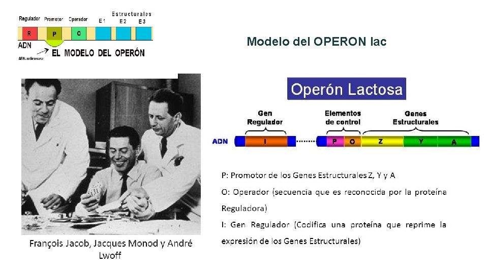 Modelo del OPERON lac 