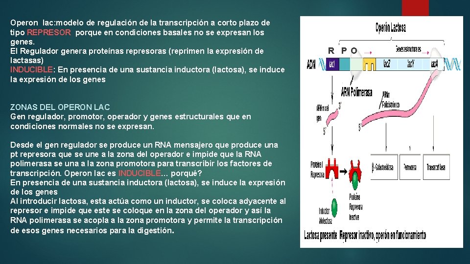 Operon lac: modelo de regulación de la transcripción a corto plazo de tipo REPRESOR