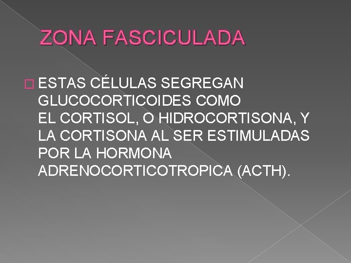 ZONA FASCICULADA � ESTAS CÉLULAS SEGREGAN GLUCOCORTICOIDES COMO EL CORTISOL, O HIDROCORTISONA, Y LA