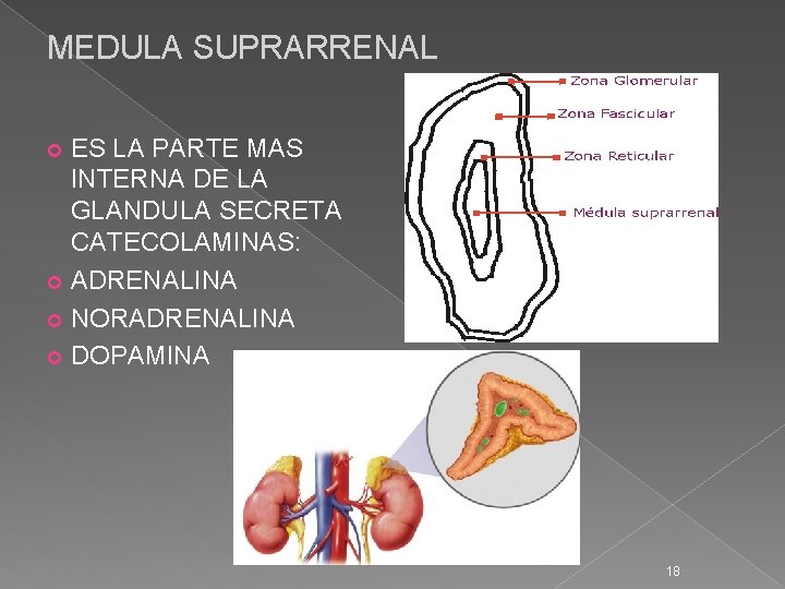 MEDULA SUPRARRENAL ES LA PARTE MAS INTERNA DE LA GLANDULA SECRETA CATECOLAMINAS: ADRENALINA NORADRENALINA