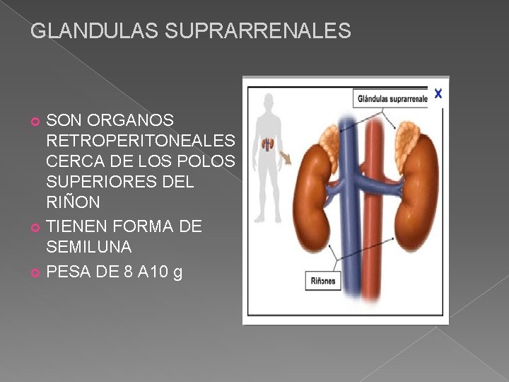 GLANDULAS SUPRARRENALES SON ORGANOS RETROPERITONEALES CERCA DE LOS POLOS SUPERIORES DEL RIÑON TIENEN FORMA