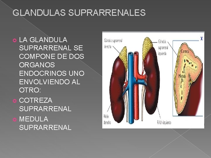 GLANDULAS SUPRARRENALES LA GLANDULA SUPRARRENAL SE COMPONE DE DOS ORGANOS ENDOCRINOS UNO ENVOLVIENDO AL