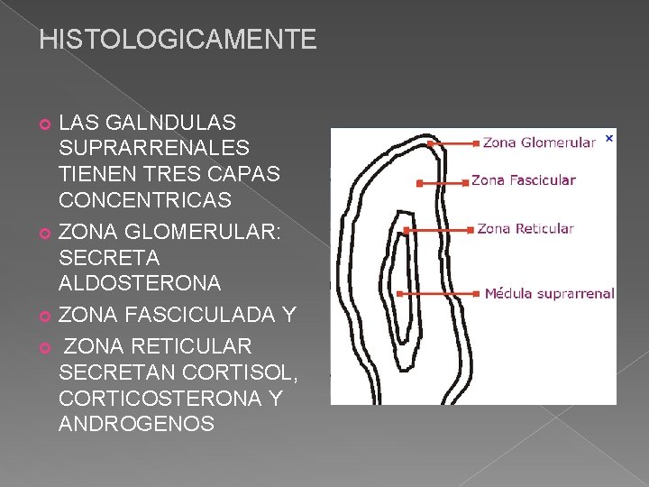 HISTOLOGICAMENTE LAS GALNDULAS SUPRARRENALES TIENEN TRES CAPAS CONCENTRICAS ZONA GLOMERULAR: SECRETA ALDOSTERONA ZONA FASCICULADA