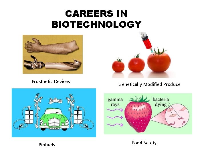 CAREERS IN BIOTECHNOLOGY Prosthetic Devices Biofuels Genetically Modified Produce Food Safety 