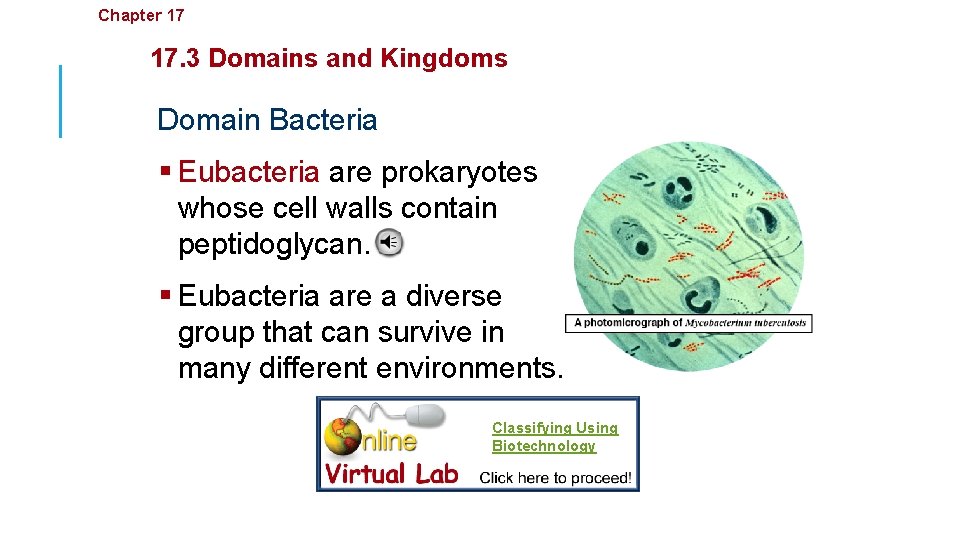 Chapter 17 Organizing Life’s Diversity 17. 3 Domains and Kingdoms Domain Bacteria § Eubacteria