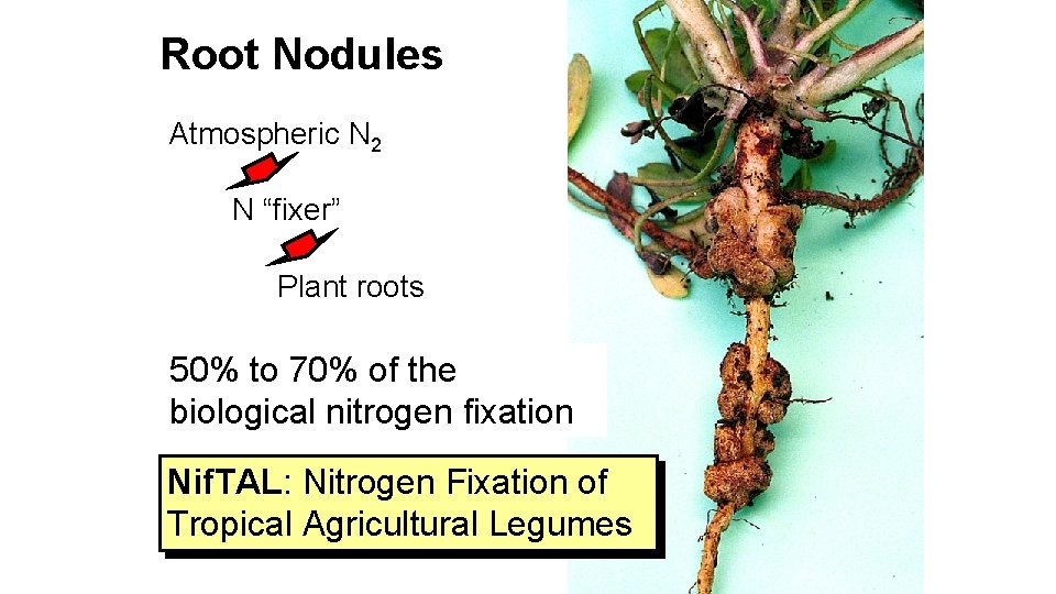 Root Nodules Atmospheric N 2 N “fixer” Plant roots 50% to 70% of the