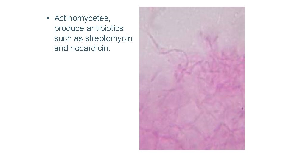  • Actinomycetes, produce antibiotics such as streptomycin and nocardicin. 