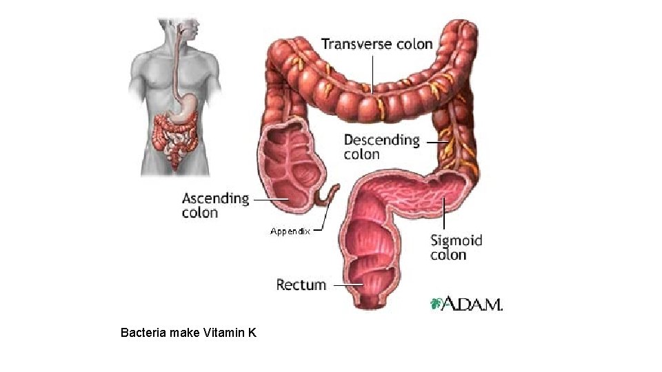 Bacteria make Vitamin K 