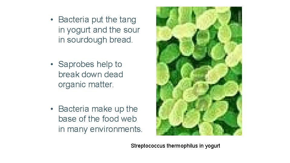  • Bacteria put the tang in yogurt and the sour in sourdough bread.