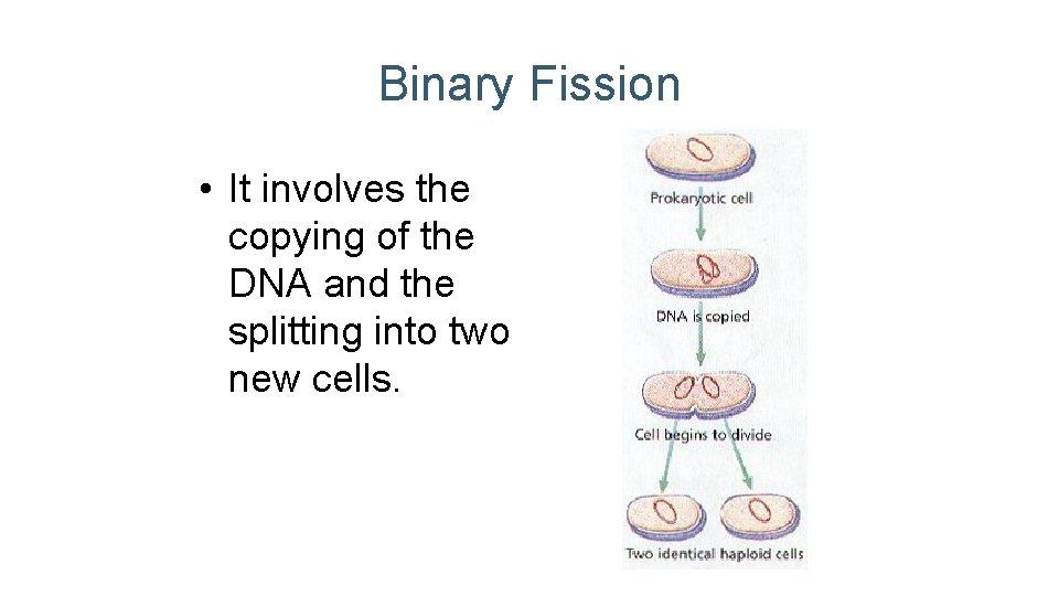 Binary Fission • It involves the copying of the DNA and the splitting into