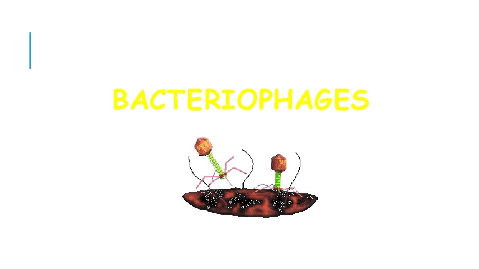 BACTERIOPHAGES COPYRIGHT CMASSENGALE 27 