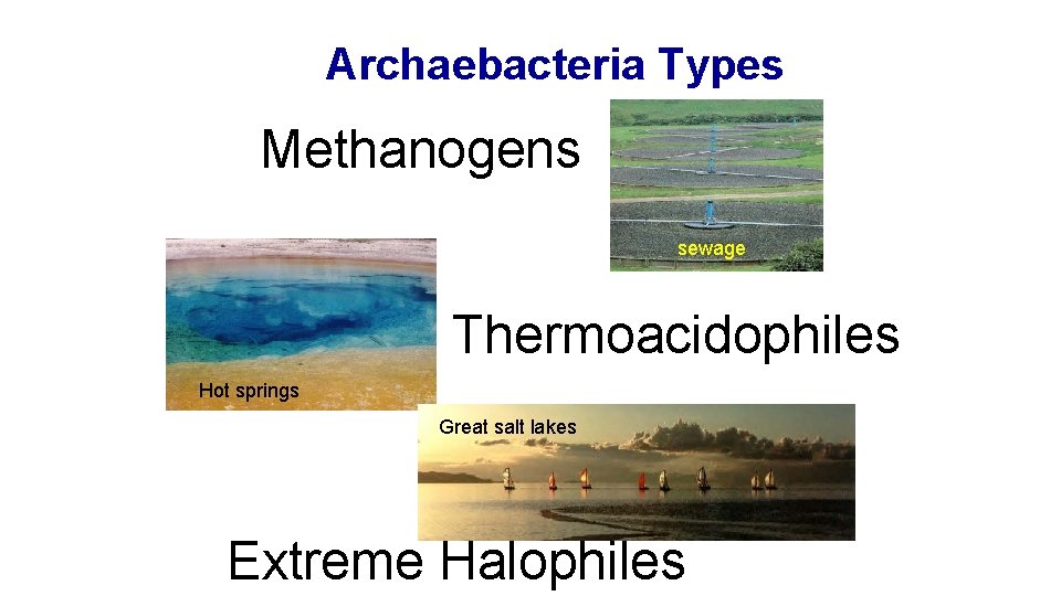 Archaebacteria Types Methanogens sewage Thermoacidophiles Hot springs Great salt lakes Extreme Halophiles 