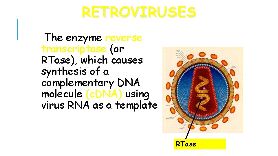 RETROVIRUSES The enzyme reverse transcriptase (or RTase), which causes synthesis of a complementary DNA