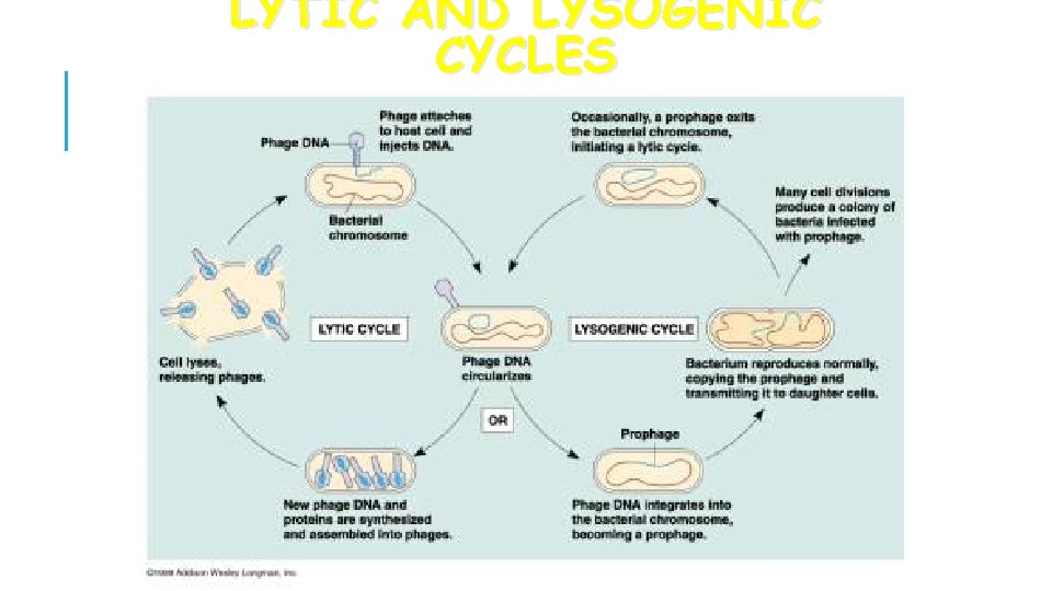 LYTIC AND LYSOGENIC CYCLES COPYRIGHT CMASSENGALE 32 