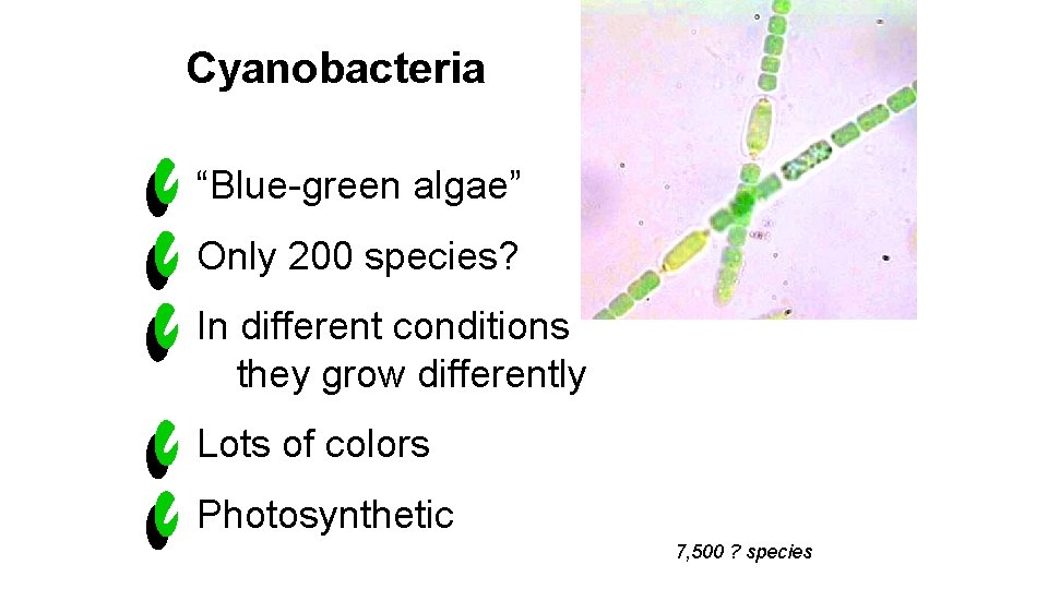 Cyanobacteria “Blue-green algae” Only 200 species? In different conditions they grow differently Lots of