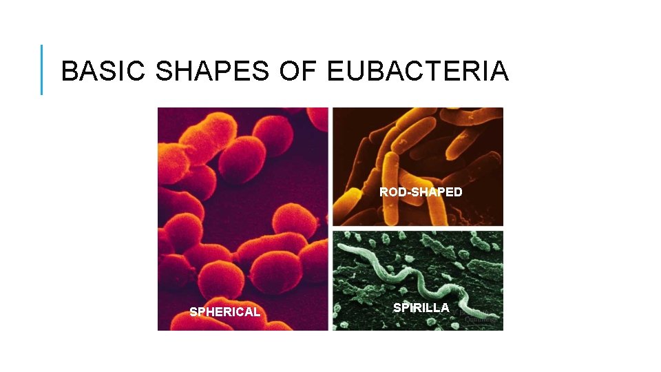 BASIC SHAPES OF EUBACTERIA ROD-SHAPED SPHERICAL SPIRILLA 