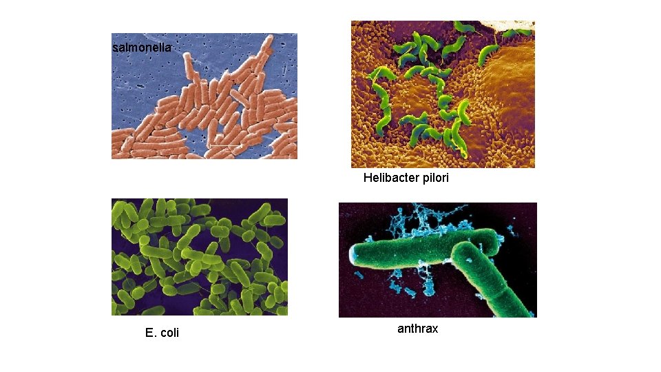 salmonella Helibacter pilori E. coli anthrax 