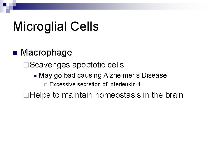 Microglial Cells n Macrophage ¨ Scavenges n apoptotic cells May go bad causing Alzheimer’s