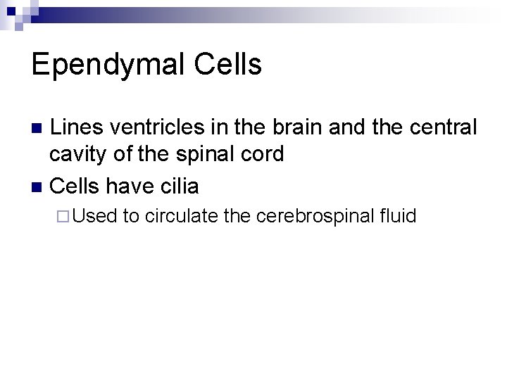 Ependymal Cells Lines ventricles in the brain and the central cavity of the spinal