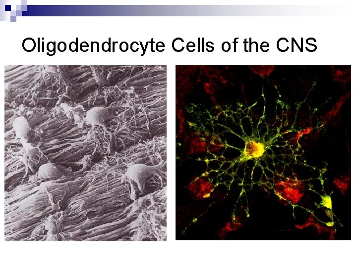 Oligodendrocyte Cells of the CNS 