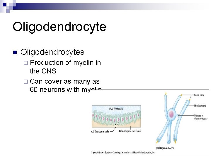 Oligodendrocyte n Oligodendrocytes ¨ Production of myelin in the CNS ¨ Can cover as
