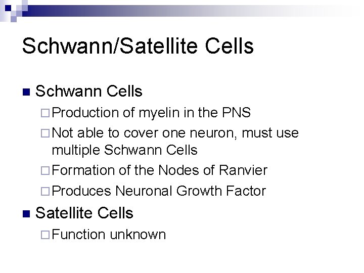 Schwann/Satellite Cells n Schwann Cells ¨ Production of myelin in the PNS ¨ Not