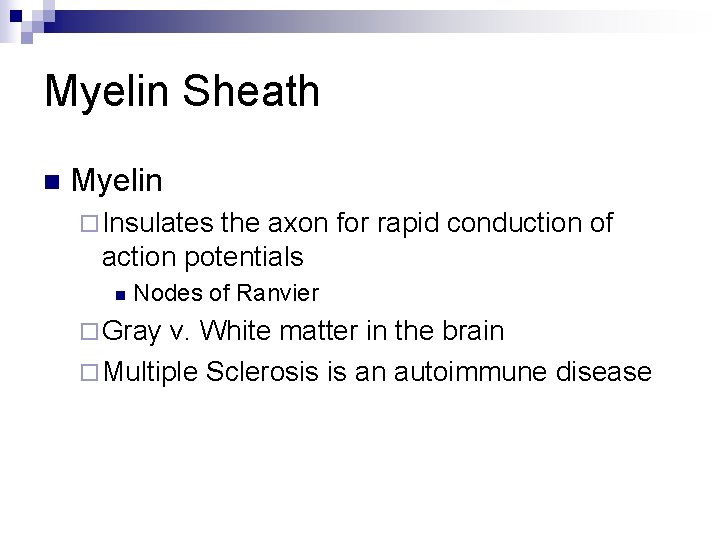 Myelin Sheath n Myelin ¨ Insulates the axon for rapid conduction of action potentials