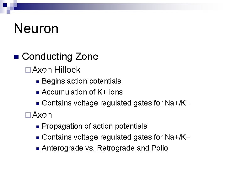 Neuron n Conducting Zone ¨ Axon Hillock Begins action potentials n Accumulation of K+