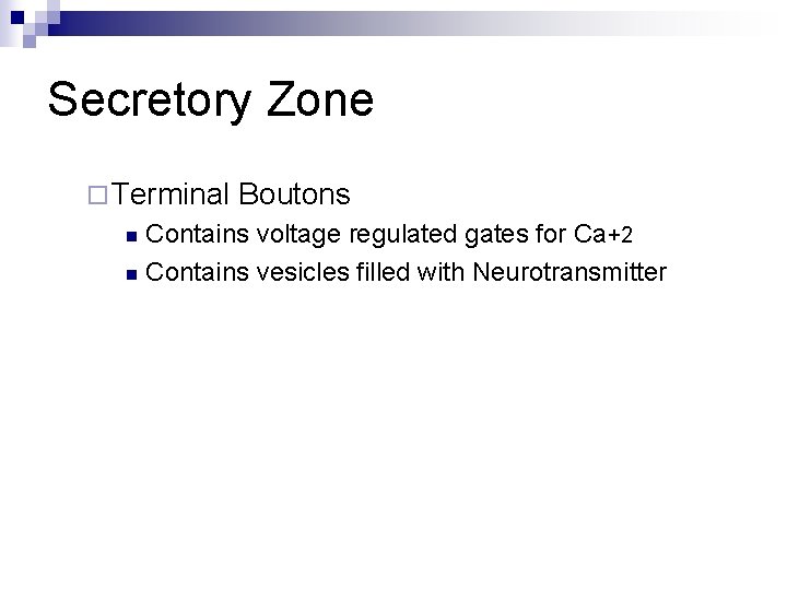 Secretory Zone ¨ Terminal Boutons Contains voltage regulated gates for Ca+2 n Contains vesicles