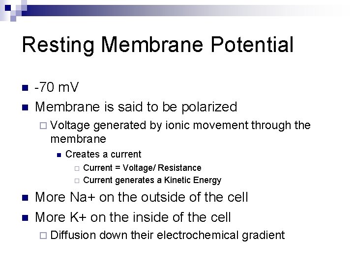 Resting Membrane Potential n n -70 m. V Membrane is said to be polarized