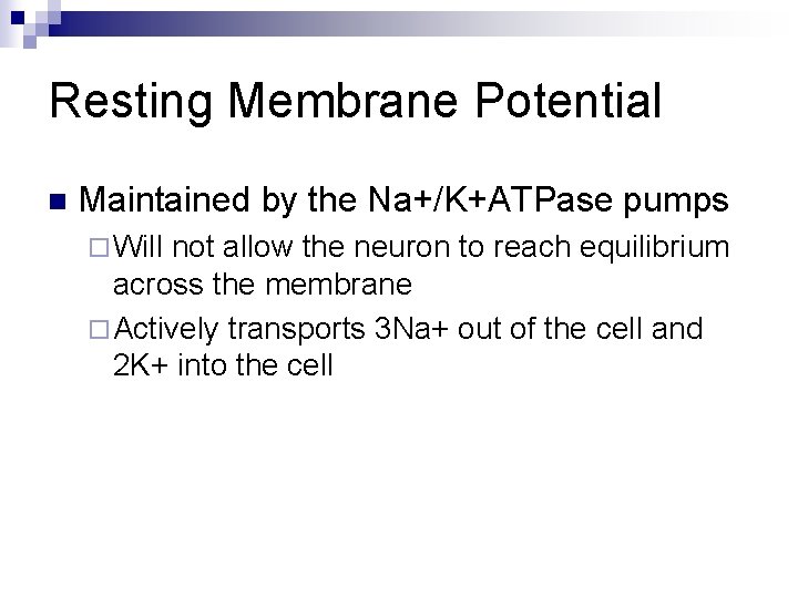 Resting Membrane Potential n Maintained by the Na+/K+ATPase pumps ¨ Will not allow the