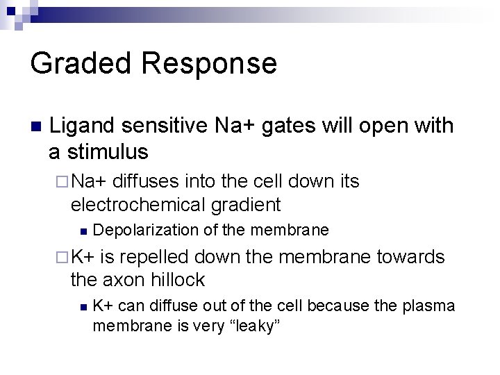 Graded Response n Ligand sensitive Na+ gates will open with a stimulus ¨ Na+