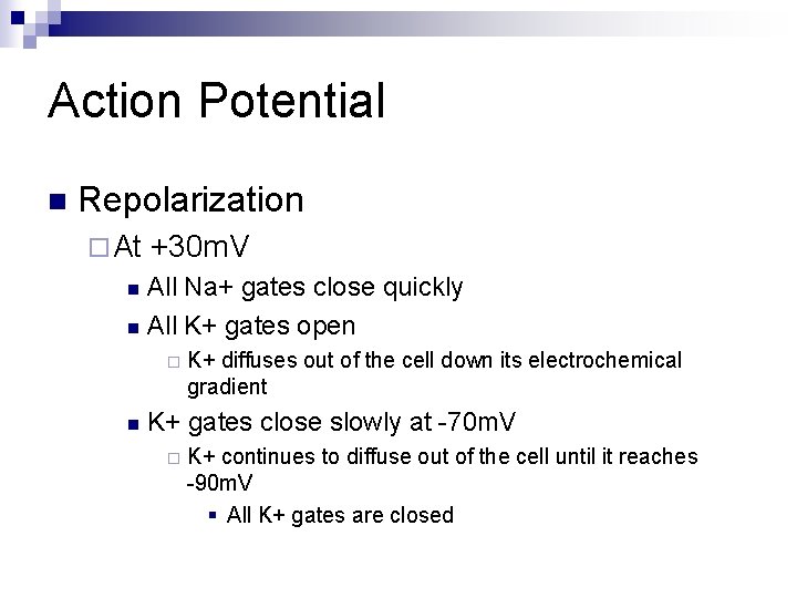 Action Potential n Repolarization ¨ At +30 m. V All Na+ gates close quickly