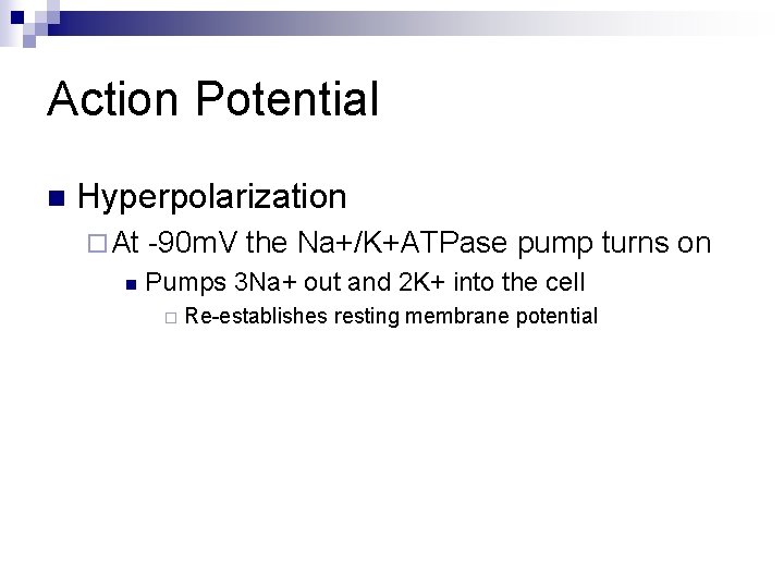 Action Potential n Hyperpolarization ¨ At n -90 m. V the Na+/K+ATPase pump turns