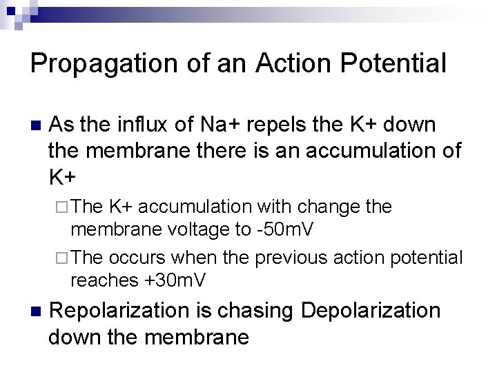 Propagation of an Action Potential n As the influx of Na+ repels the K+