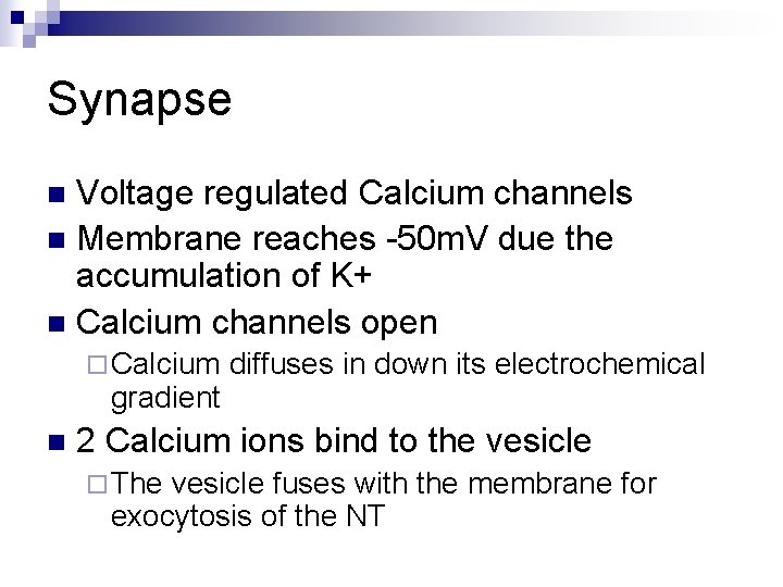 Synapse Voltage regulated Calcium channels n Membrane reaches -50 m. V due the accumulation