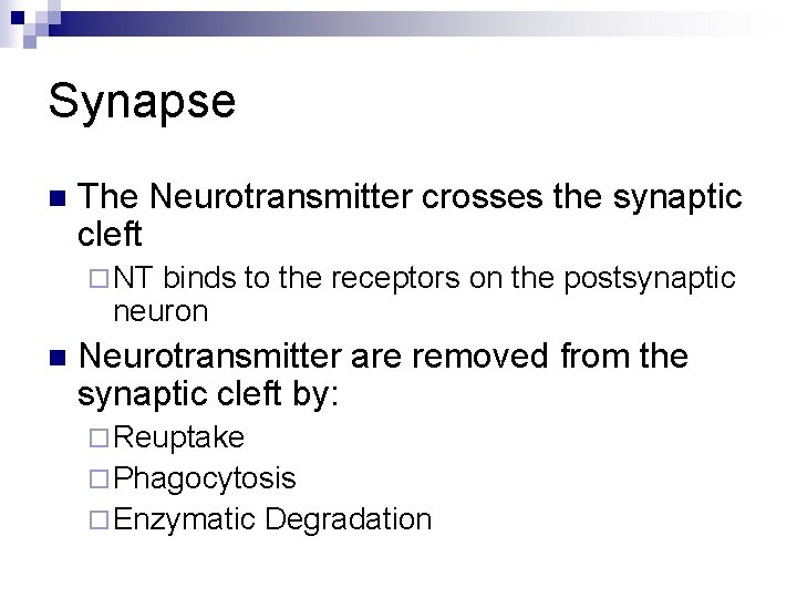 Synapse n The Neurotransmitter crosses the synaptic cleft ¨ NT binds to the receptors