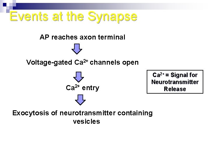 Events at the Synapse AP reaches axon terminal Voltage-gated Ca 2+ channels open Ca