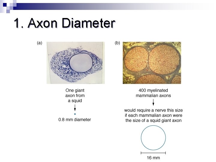 1. Axon Diameter 