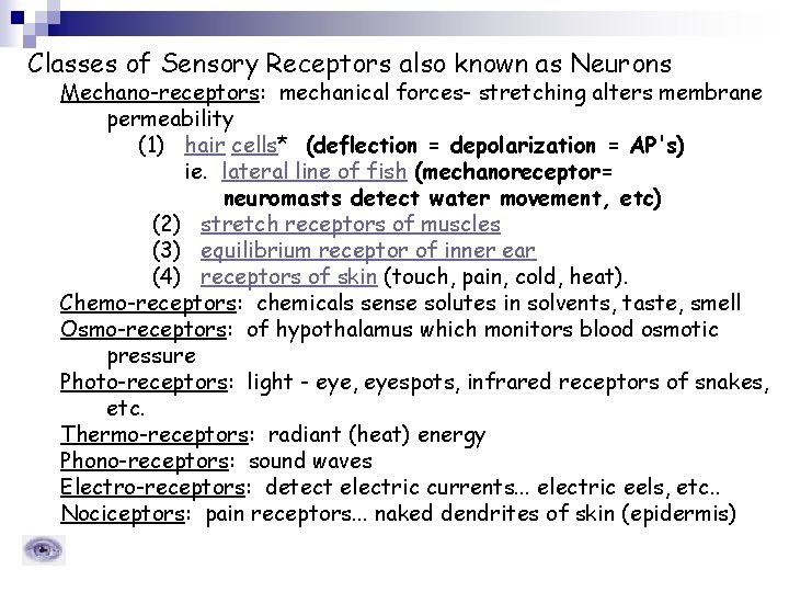 Classes of Sensory Receptors also known as Neurons Mechano-receptors: mechanical forces- stretching alters membrane