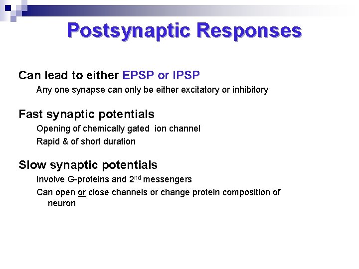 Postsynaptic Responses Can lead to either EPSP or IPSP Any one synapse can only