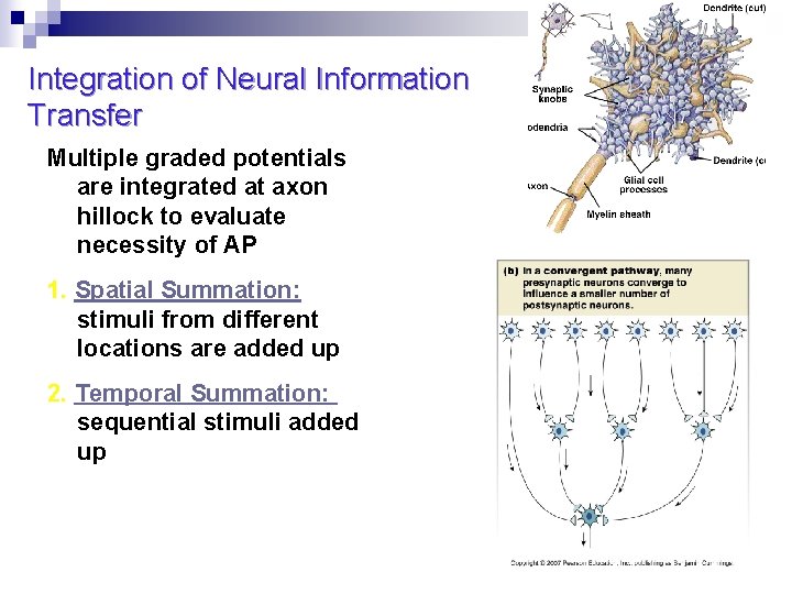 Integration of Neural Information Transfer Multiple graded potentials are integrated at axon hillock to