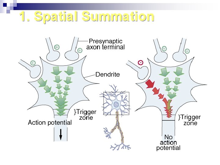 1. Spatial Summation 