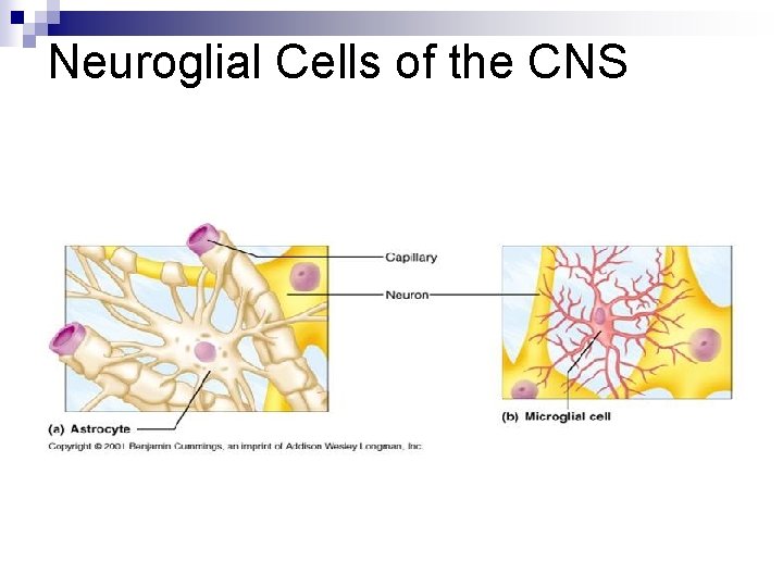 Neuroglial Cells of the CNS 