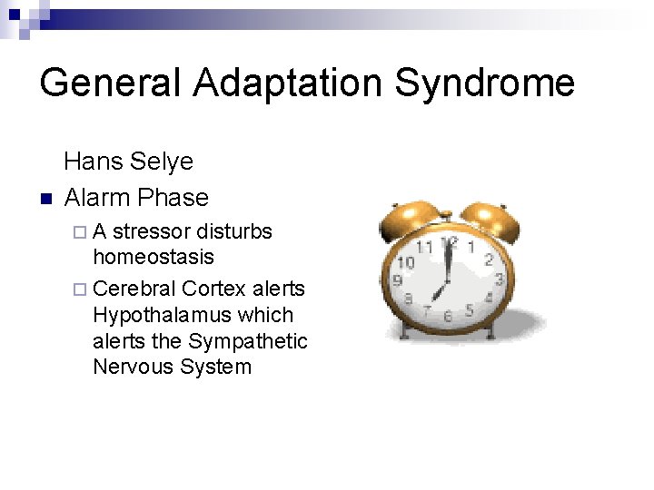 General Adaptation Syndrome n Hans Selye Alarm Phase ¨A stressor disturbs homeostasis ¨ Cerebral