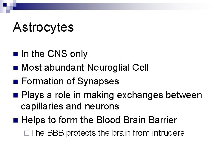 Astrocytes In the CNS only n Most abundant Neuroglial Cell n Formation of Synapses